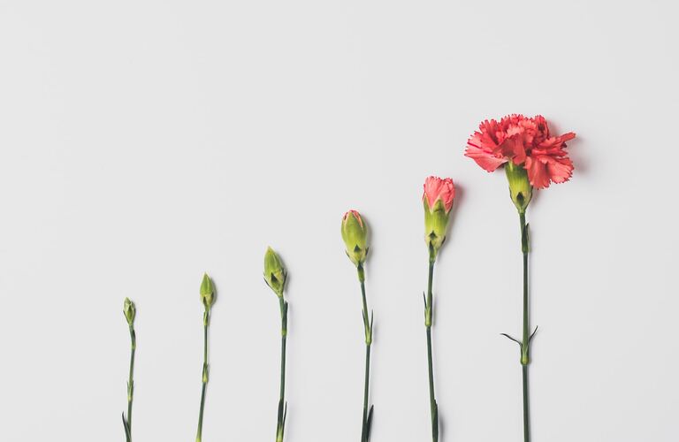 Several flowers in a row and in progressive stages of blooming